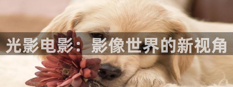 1988年的电影：光影电影：影像世界的新视角